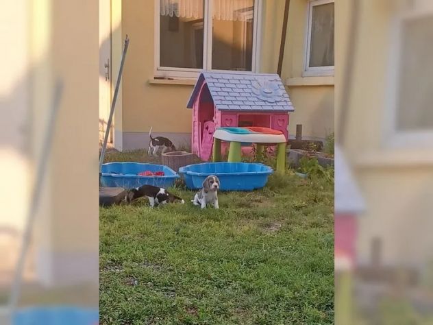 Dolcissimi cuccioli di Beagle - Foto 4