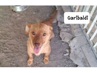 Napoleone e Garibaldi taglia mini 6 kg