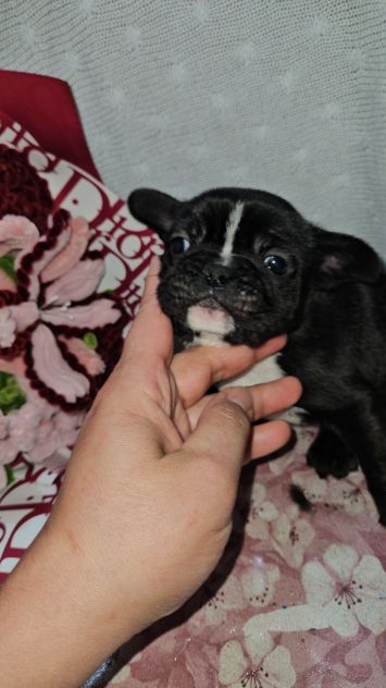 Bulldog francese - Foto 2