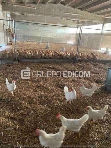 Fabbricati per attività agricole di 1282 mq in vendita a Galliate - Rif. 4553193 - Foto 5