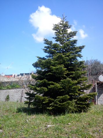 VALLE MARTELLA | Lotti di terreno edificabili