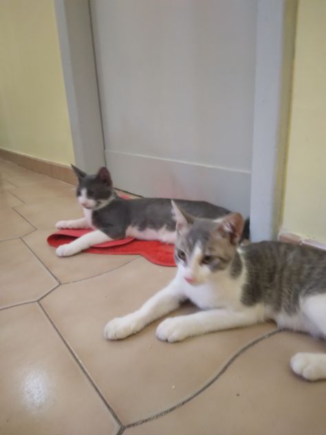 Gattini - Foto 3