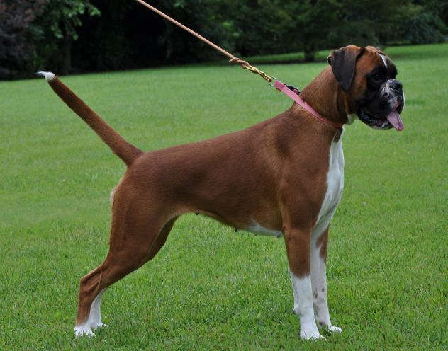 BOXER CUCCIOLI VENDO A MILANO - Foto 4