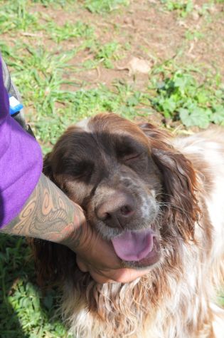 Zefiro un cane rinchiuso in canile - Foto 6