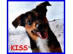 KISS, DOLCISSIMO, SOLO IN CANILE CERCA CASA