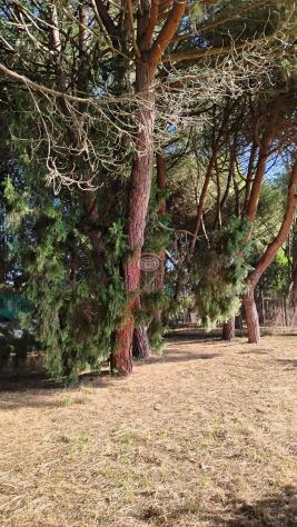 CERVIA ( Montaletto ): PINETA SECOLARE ( terreno agricolo ) ideale per CASA MOBILE su ruote o camper - Foto 3