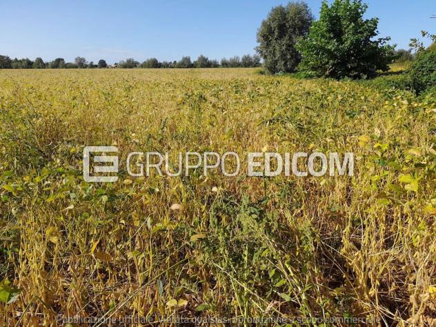 Terreno di 16800 mq in vendita a Fossalta di Portogruaro - Rif. 4551605 - Foto 6