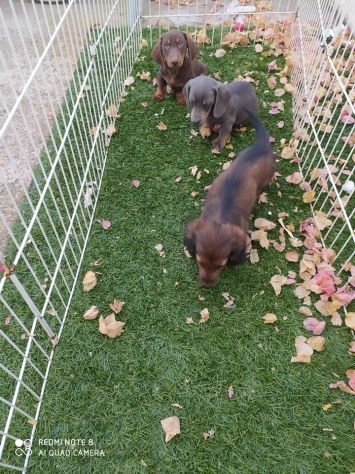 Cuccioli di Bassotto - Foto 3