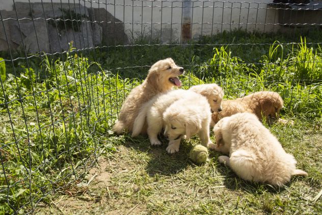 GOLDEN RETRIEVER CUCCIOLI - Foto 3