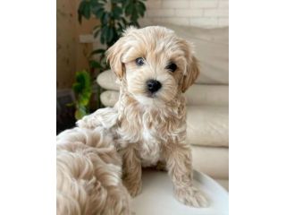 Maltipoo - cuccioli selezionati