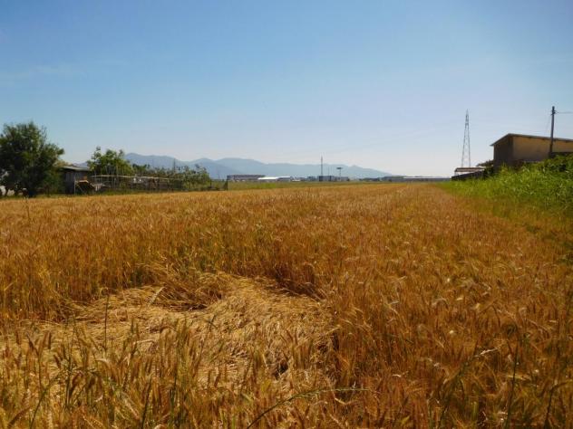 Terreno agricolo in vendita a La Vettola - Pisa 27740 mq  Rif: 1327901