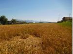 Terreno agricolo in vendita a La Vettola - Pisa 27740 mq Rif: 1327901