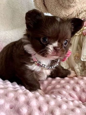 CHIHUAHUA TOY CUCCIOLI selezionati pag in 12 rate