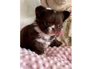 CHIHUAHUA TOY CUCCIOLI selezionati pag in 12 rate