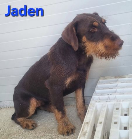 JADEN,Jagd terrier - Foto 2