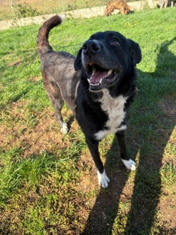 BENNY , UNA PICCOLA TENEREZZA, CANE IN ADOZIONE TG MEDIO CONTENUTA - Foto 8