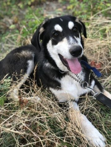 Mix Australian Shepherd 12/15mesi TUTTI ADOTTATI TRANNE LUI.SICILIA - Foto 5
