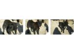 CHARLIE, mix pastore tedesco-labrador