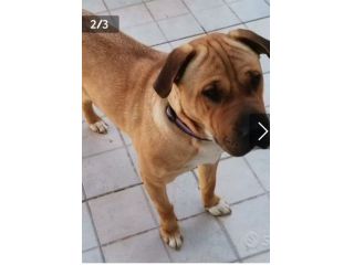 Simil Sharpei 6anni color miele RINUNCIA DI PROPRIETà! SICILIA