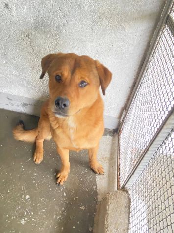 SIGFRIDO UNO SPLENDORE CANE IN ADOZIONE - Foto 4
