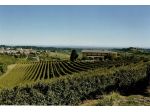 Casale, Vigna e uno splendido Panorama