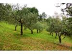 Oliveto in piena produzione