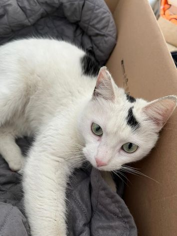 MINETTE, meravigliosa creatura - Foto 3