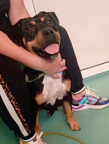 Janette Jordan Soraya cani in adozione