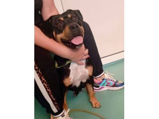 Janette Jordan Soraya cani in adozione