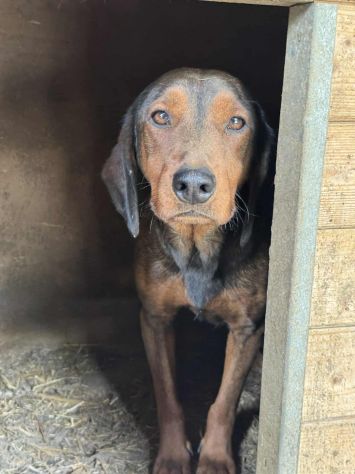 NOXY, piccola DACHSBRACKE super coccolona! - Foto 3