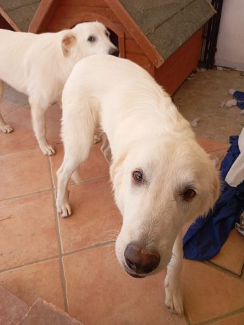 Giulia - Foto 3