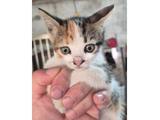 REGALO GATTINI AFFETTUOSI
