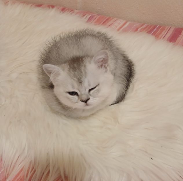 Cuccioli Straight/Fold - Foto 4