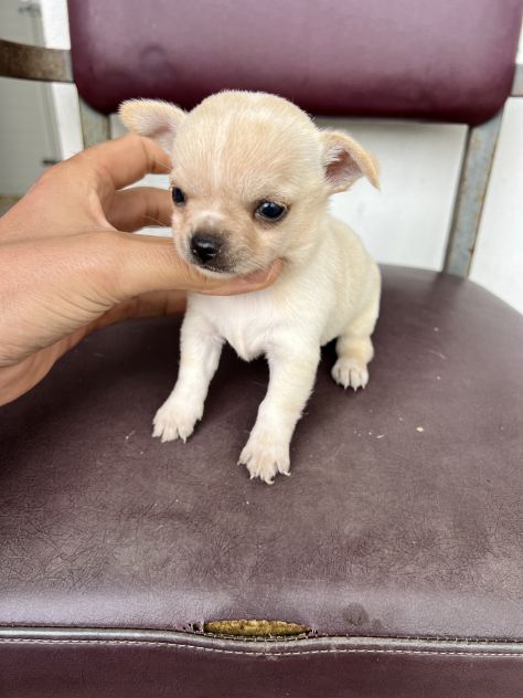 Chihuahua Toy Femmina - Foto 3