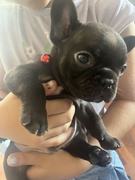 Animali bulldog francesi cosenza - Foto 4