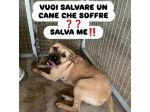 OTIS DEVASTATO DALLA SOFFERENZA CANE IN ADOZIONE
