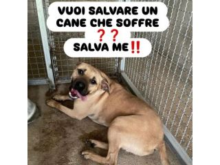 OTIS DEVASTATO DALLA SOFFERENZA CANE IN ADOZIONE