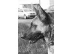 SPENCER PASTORE MALINOIS 1 ANNO IN CANILE