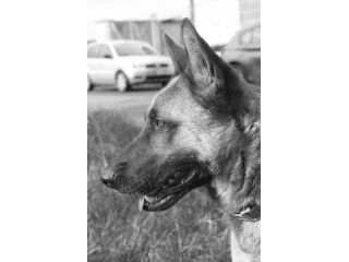 SPENCER PASTORE MALINOIS 1 ANNO IN CANILE