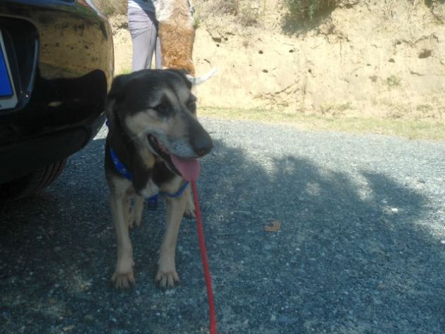 MINNIE, adozione del cuore - Foto 2