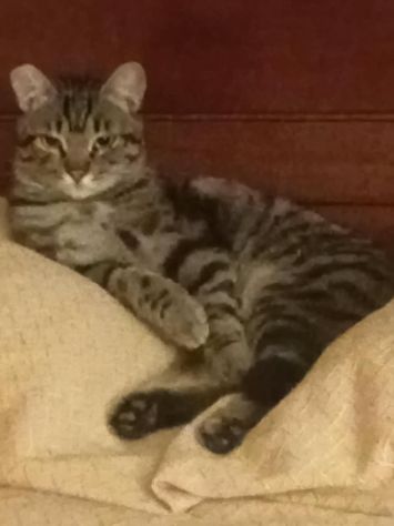MARTINO, dolcissimo micio in adozione - Foto 2