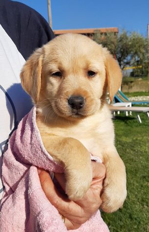 LABRADOR RETRIEVER - Foto 4