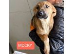 CUCCIOLI IN ADOZIONE tg media