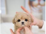 cuccioli di maltipoo