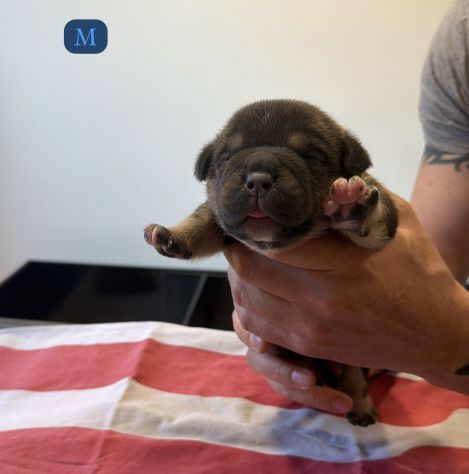 CUCCIOLI AMERICAN BULLY - Foto 6