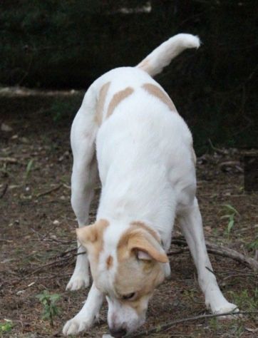 Tobia splendido cagnolone 6anni salito 1anno fa a PAVIA - Foto 6