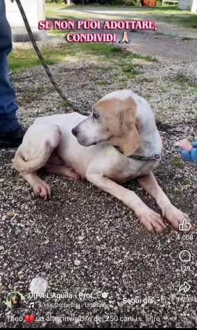 THEO IMPAURITO DAL CANILE CANE IN ADOZIONE - Foto 3