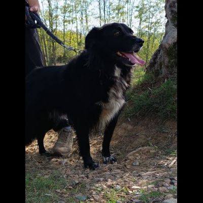 JACK bellissimo e socievolissimo CANE IN ADOZIONE - Foto 6