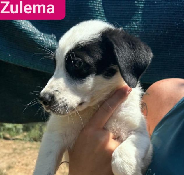 CUCCIOLI IN ADOZIONE - Foto 7