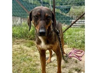 MELAMPO, TIMIDO E REMISSIVO,  CAGNOLINO DA ADOTTARE